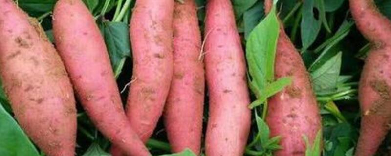 番薯跟鸡蛋能一起吃吗