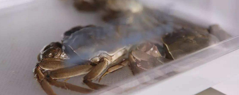 活螃蟹如何保存过夜