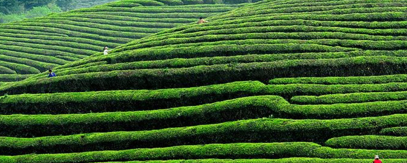 高山茶台地茶野生茶的区别