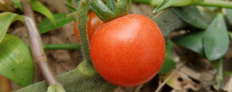 西红柿可以和土豆一起炒着吃吗