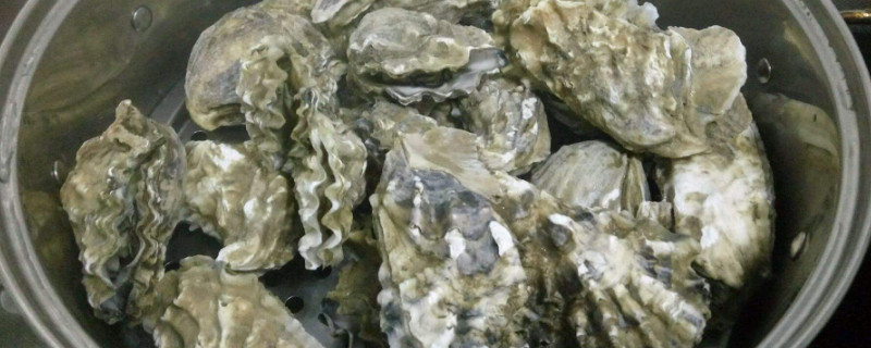 带壳海蛎子蒸还是煮