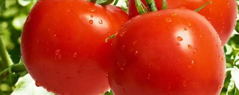 番茄和柿子能一起吃吗