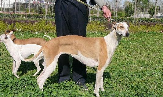 可爱的动物:灵缇犬如何喂养？灵缇犬是什么狗？