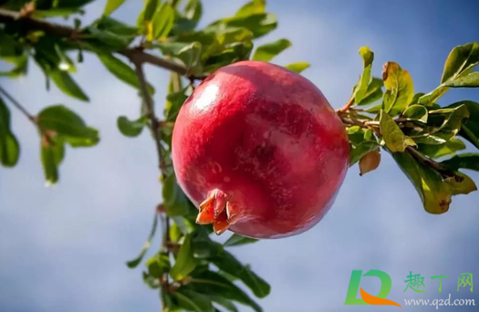 石榴怎么挑选 石榴是圆的好还是方的好