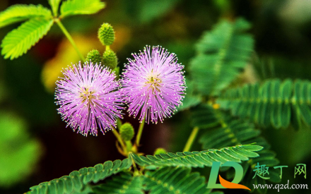 含羞草怎么养长得旺 含羞草怎么养的又健康又密