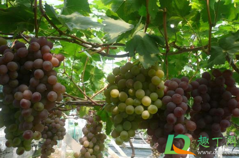 阳光玫瑰可以放冰箱吗 阳光玫瑰能带皮吃吗