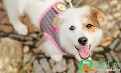 狗几个月就可以吃骨头了 狗狗吃骨头多少合适