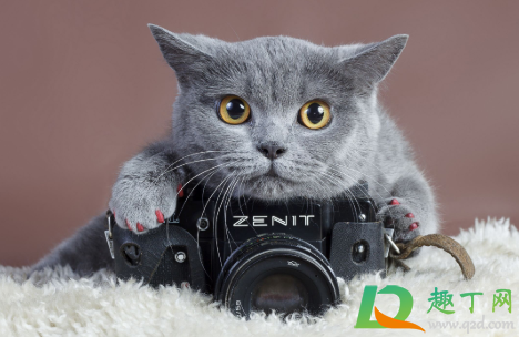 猫咪不使劲咬人用管它吗 为什么猫每天早上咬人