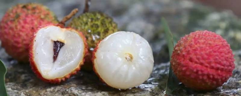 「干货」荔枝可以冷冻保存吗