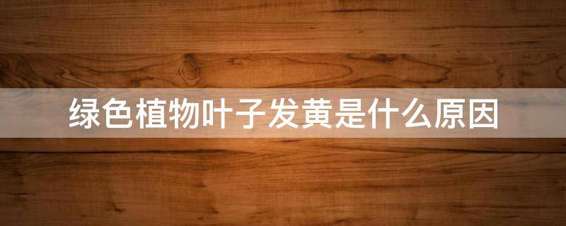 「已回复」绿色植物叶子发黄是什么原因