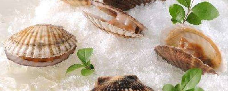 「已回复」扇贝肉的营养价值