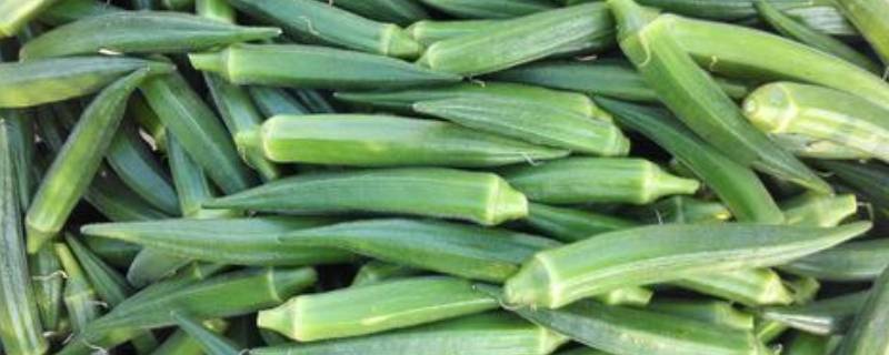 「达人分享」秋葵怎么去籽