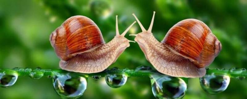 「达人分享」蜗牛喜欢吃什么?