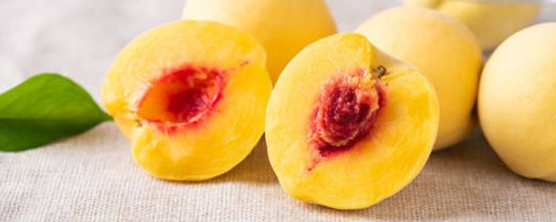 「达人分享」黄桃和杏子有什么关系