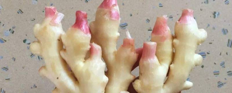 「已解决」仔姜怎么存放时间长