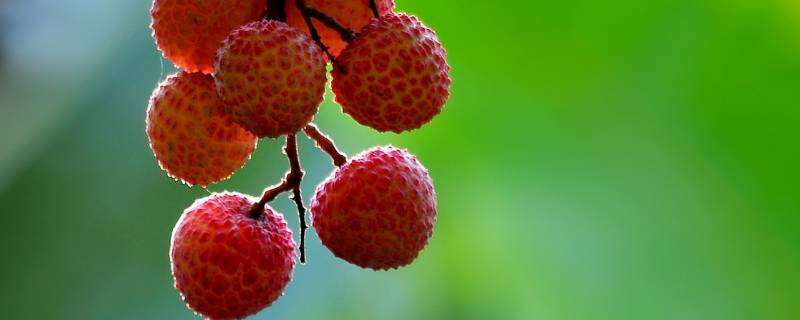 「原创」吃了荔枝能不能喝牛奶