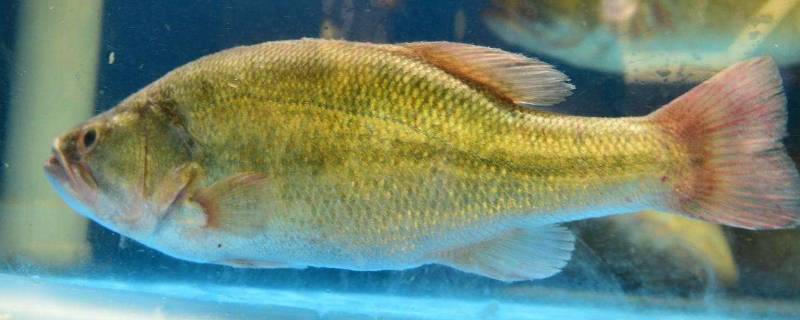 「达人分享」北方卖的乌江鱼是什么鱼