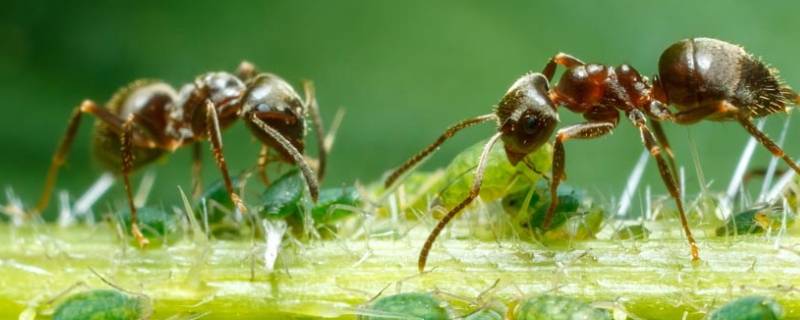 「已解决」菜地蚂蚁用什么药可以杀死