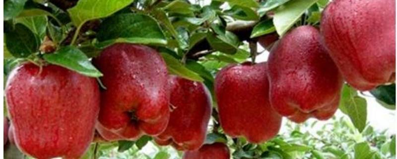 「已回复」蛇果里面有红丝能吃么