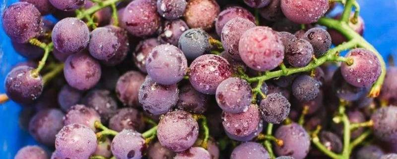 「已解决」冰葡萄能吃吗?