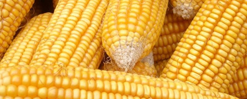 「已回复」天天吃玉米对身体有害吗