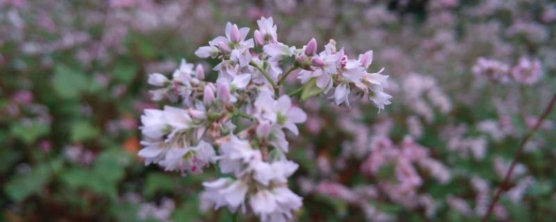 「常识」荞麦枕头长虫子怎么处理