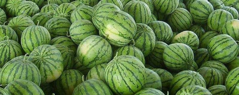 「已回复」吃桃子后能吃西瓜吗