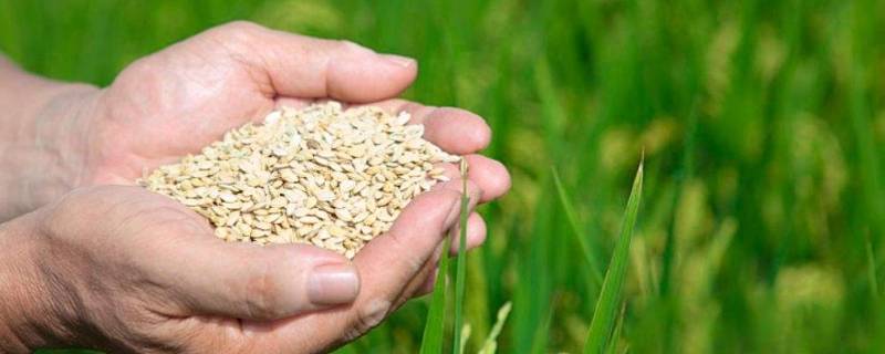 「常识」关于节约粮食我们应该怎么做