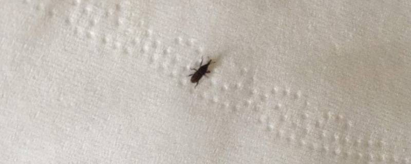 「已回复」米虫会不会钻到人体