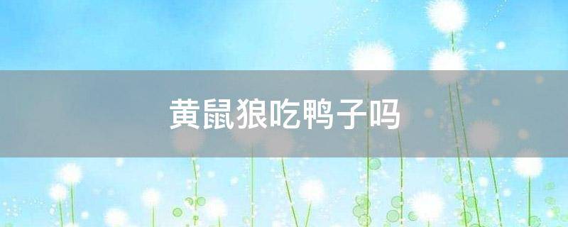 「常识」黄鼠狼吃鸭子吗