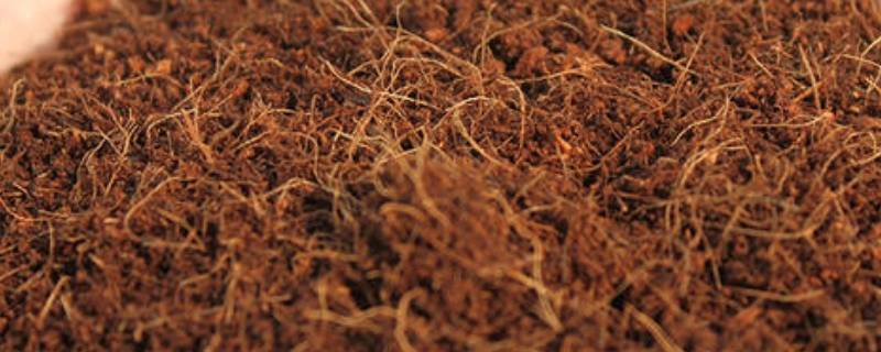 「重点」椰糠泡多久才能去盐