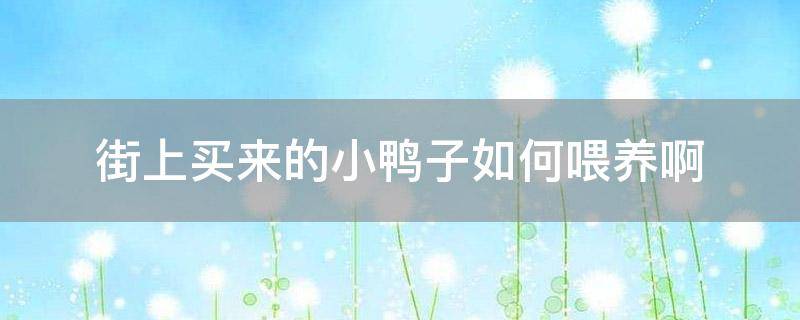 「已解答」街上买来的小鸭子如何喂养啊