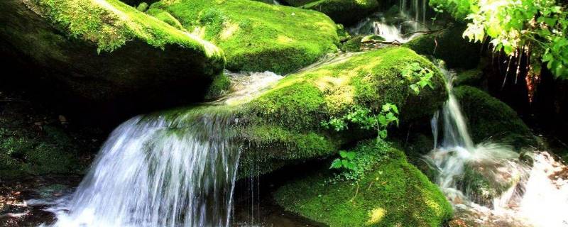 「干货」青苔可以吃吗