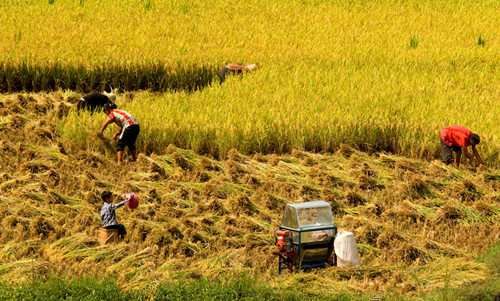 悠是什么意思（七月立秋慢悠悠\