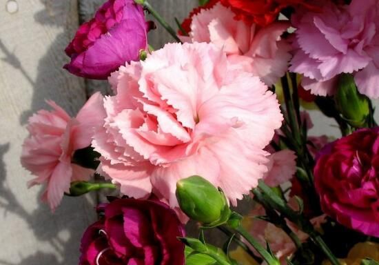 康乃馨送什么人（康乃馨花语是什么）