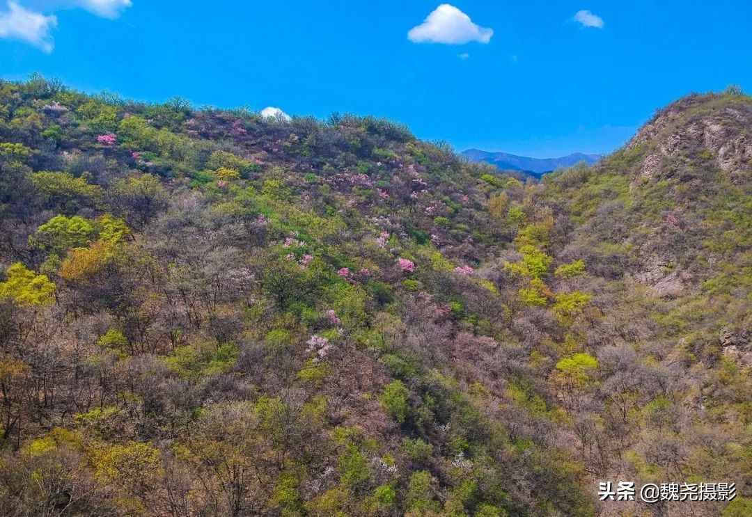 鳞叶龙胆（鳞叶龙胆草的功效与作用）