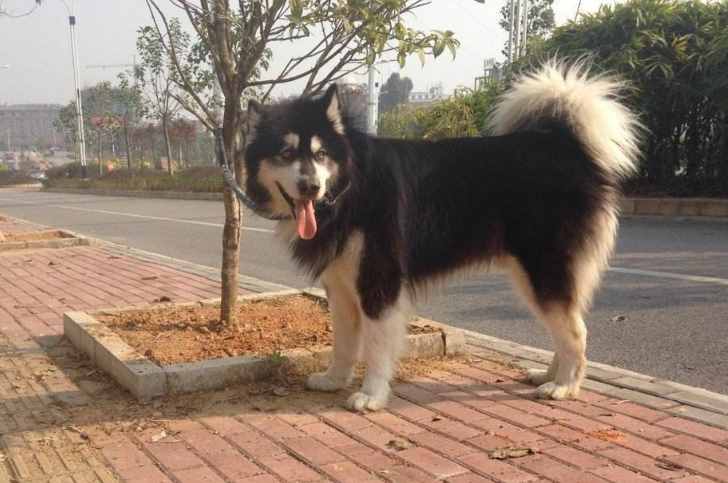 阿拉斯加犬性格（六个不养阿拉斯加犬的理由）