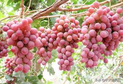 红提产地（红提之乡）