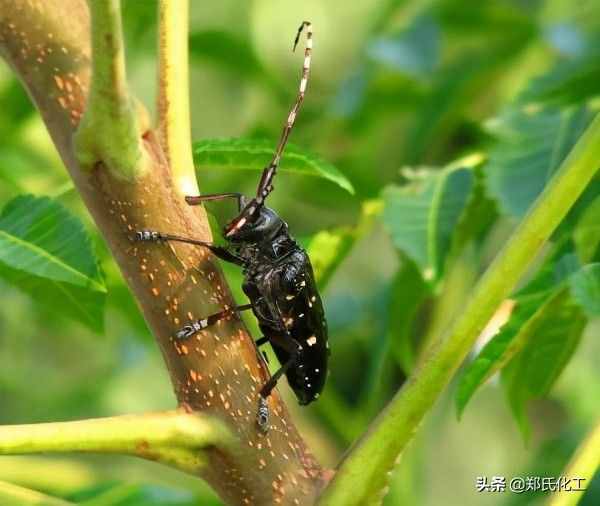 天牛防治（天牛综合防治技术）