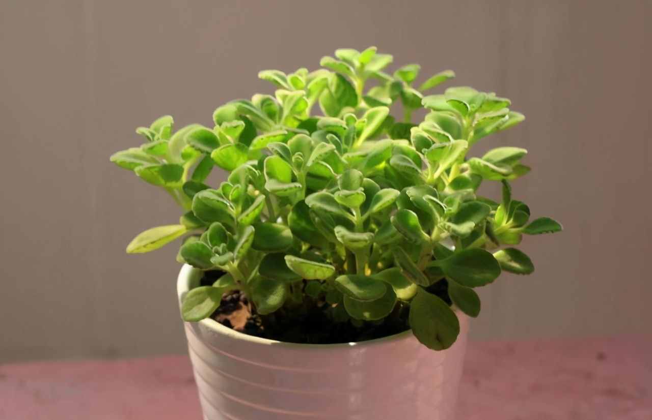 抬杠（喜欢抬杠的人）