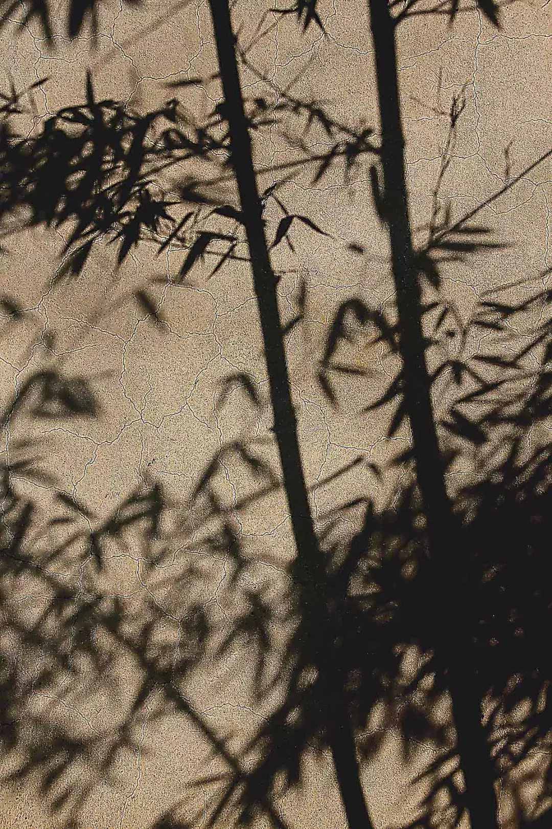 竹影阅读答案（丰子恺：竹影）