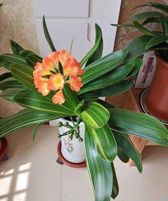 君子兰的养殖方法和注意事项（不会养君子兰）