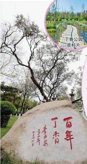 丁香花五月！（五月冰城丁香满城）