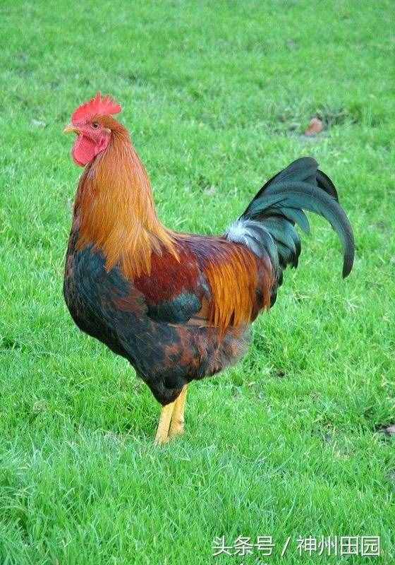 六畜是指哪六畜（六畜是指哪种动物）