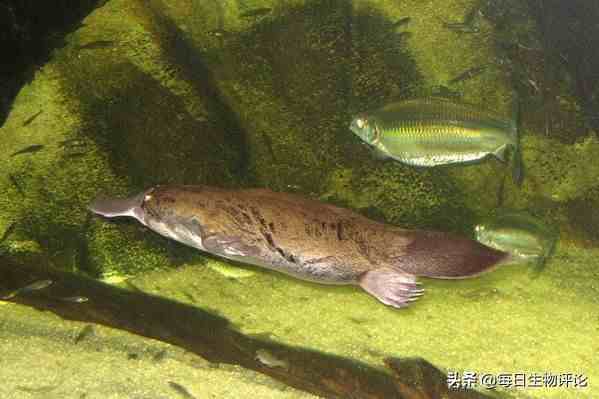 什么是哺乳动物（什么是卵生哺乳动物？）